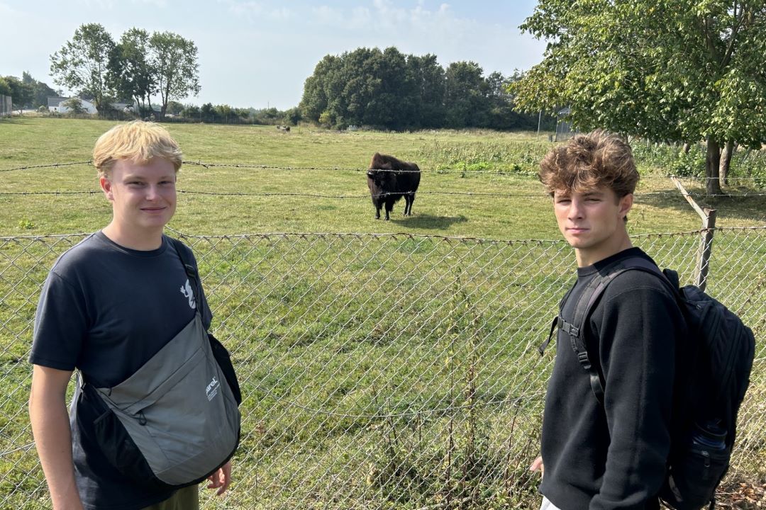 Tre på stribe, 2 fritgående 3y'ere og en enkelt knap så fritgående bison